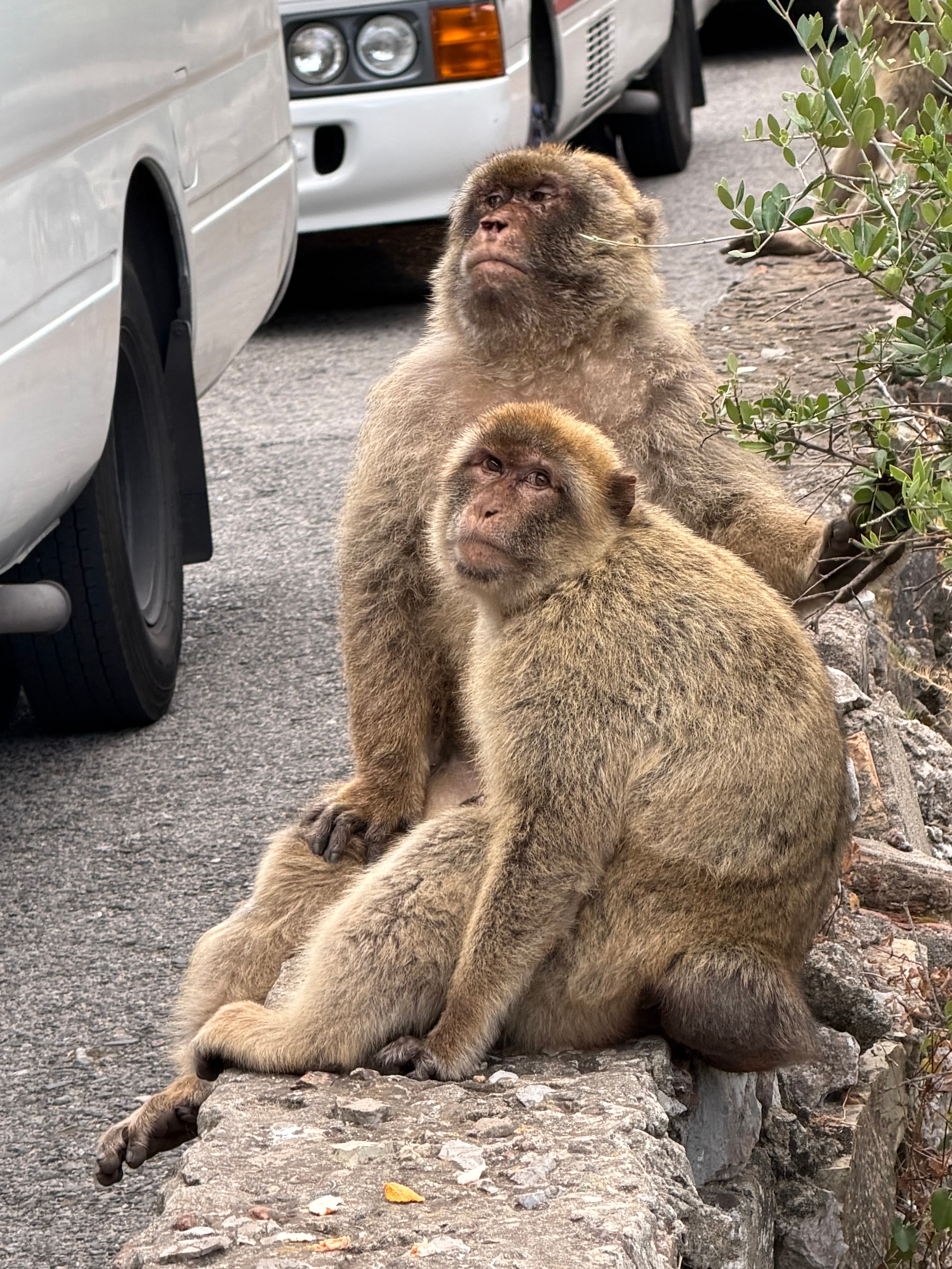 Two Barbary macaques perched on a stone wall roadside in Gibraltar, with parked vehicles close behind them, daytime overcast