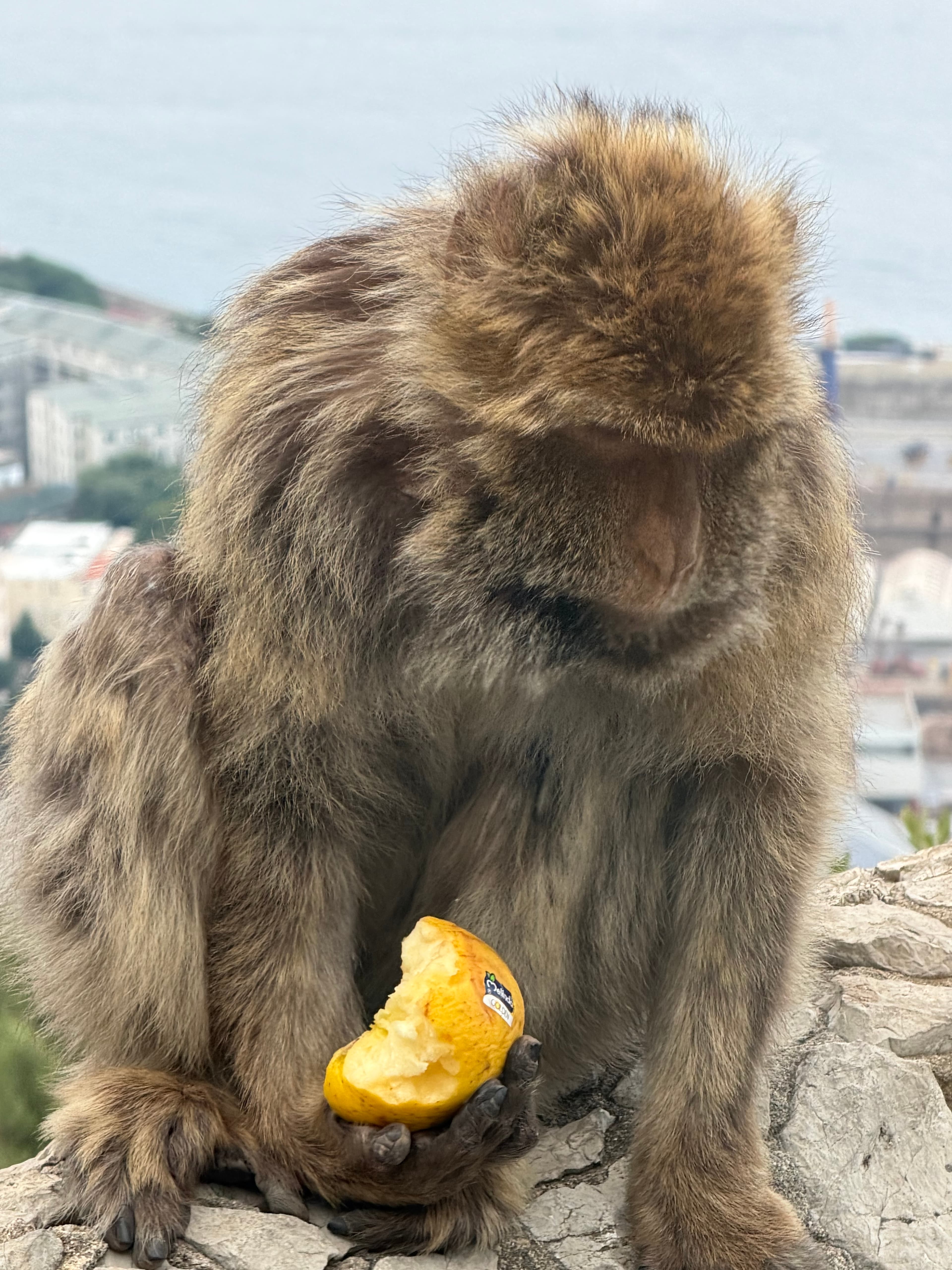 Barbary macaque perched on a rock eating a half-bitten mango, with Gibraltar's cityscape and bay visible in the misty backgro